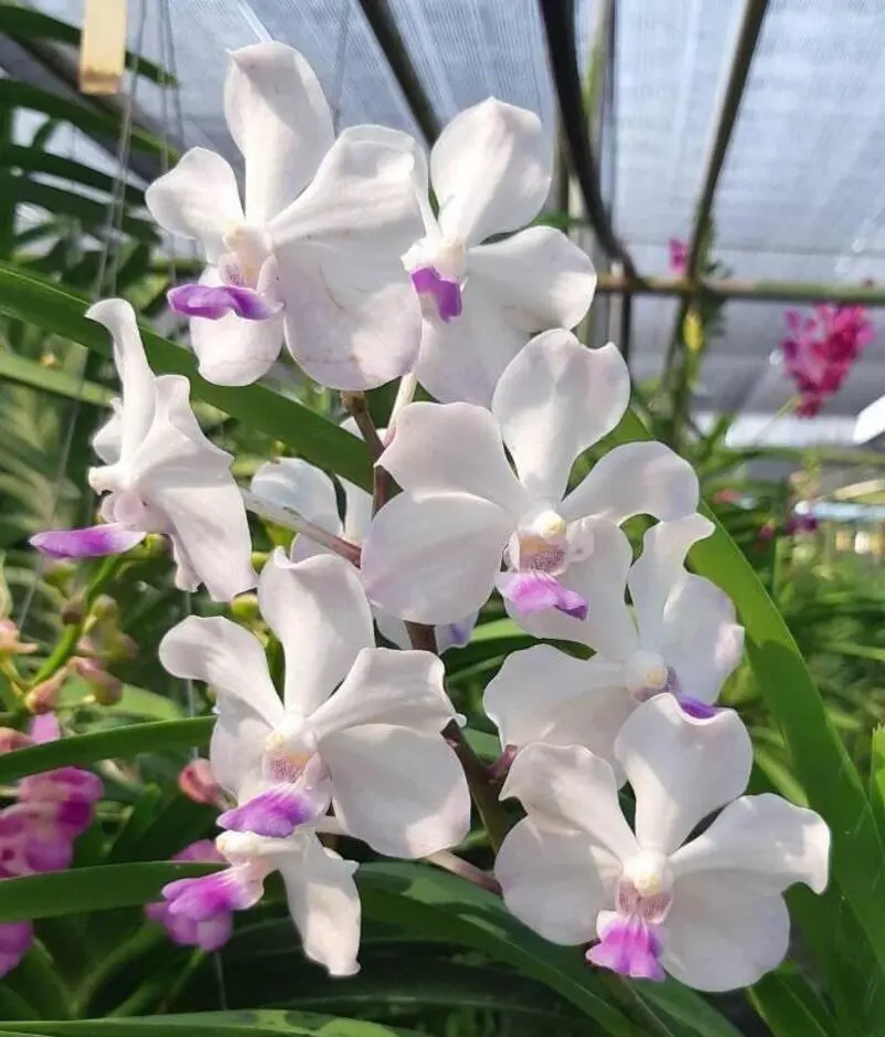 Vanda SS 191 Lanlalyn Fragrance Seedling