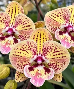 Phalaenopsis Leopard Kiss Blooming Size