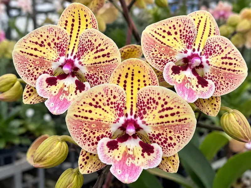 Matured Phalaenopsis Leopard Kiss with Buds