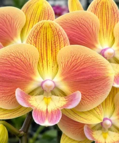 Phalaenopsis Sunlight Blooming Size