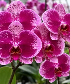 Phalaenopsis Orchid Ink Blooming Size