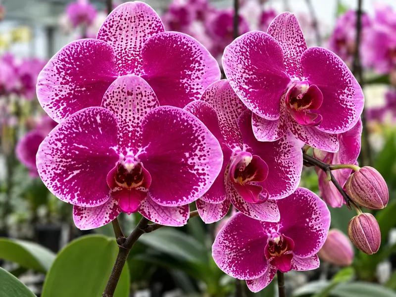 Phalaenopsis Orchid Ink Blooming Size