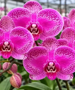 Phalaenopsis Pink Leopard Blooming Size