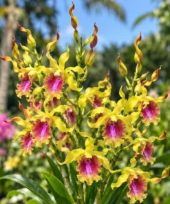 Lasian Bnana 90 Seedling