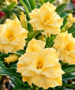 Adenium Buttercup Bliss (PPA25)