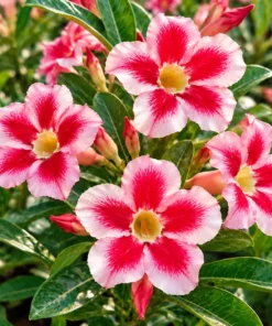 Adenium Cherry Star (PPA8)