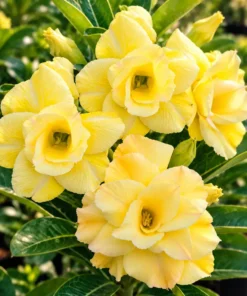 Adenium Honey Blossom (PPA4)