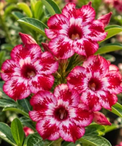 Adenium Red Velvet Splash (PPA68)