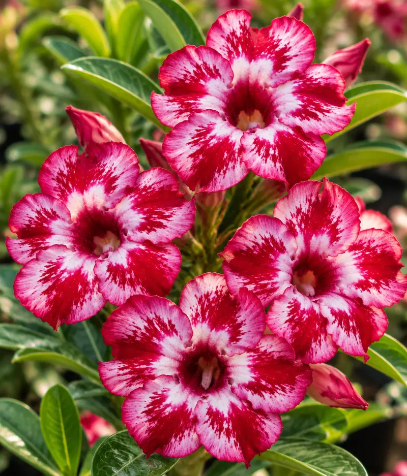 Adenium Red Velvet Splash (PPA68)