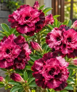 Adenium Black Rose Royale (PPA15)