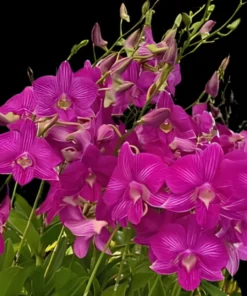 Sherbua Pink Stripe Seedling - Image 3