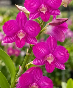 Sherbua Pink Stripe Seedling