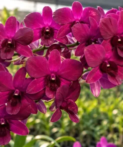 Alternative view of Ready to Flower Size Dendrobium SakDa Beauty