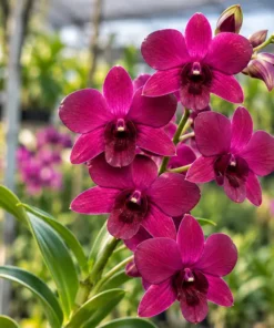 Ready to Flower Size Dendrobium SakDa Beauty