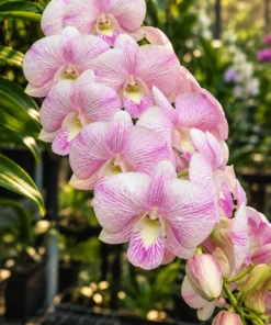 Ready to Flower Size Dendrobium Pink Jelly