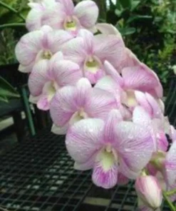 Alternative view of Ready to Flower Size Dendrobium Pink Jelly
