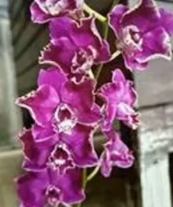 Emperor Seedling - Image 3