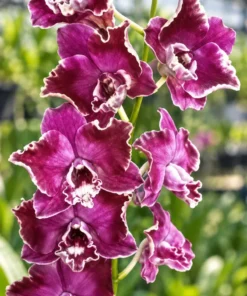 Emperor Seedling