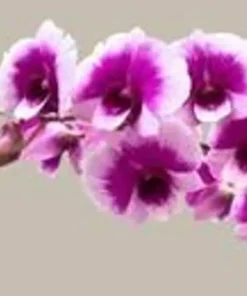Yaya 2 N Seedling - Image 3