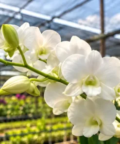 White Seedling
