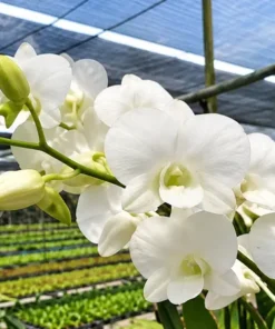 White Seedling - Image 3