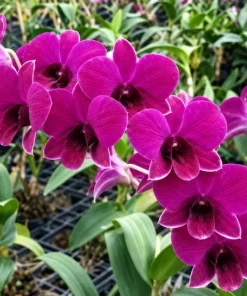 Ruby Seedling - Image 3