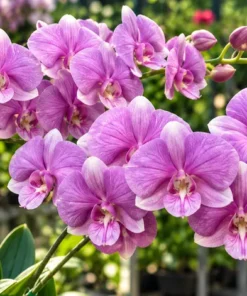 Linna Pink Stripe Seedling