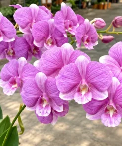 Linna Pink Stripe Seedling - Image 3
