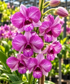 Lucky Pink Seedling