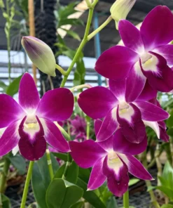 Alternative view of Ready to Flower Size Dendrobium Dark Sonia Earsakul