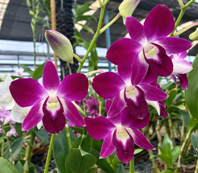 Ready to Flower Size Dendrobium Dark Sonia Earsakul - Image 2