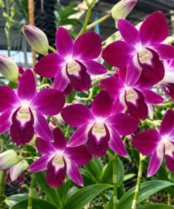 Ready to Flower Size Dendrobium Dark Sonia Earsakul