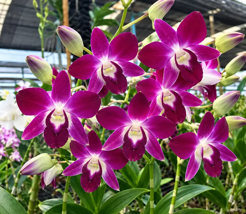 Ready to Flower Size Dendrobium Dark Sonia Earsakul