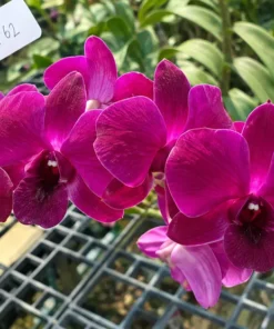 Alternative view of Ready to Flower Size Dendrobium Brazilian Red (F40)