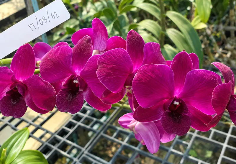 Ready to Flower Size Dendrobium Brazilian Red (F40) - Image 2