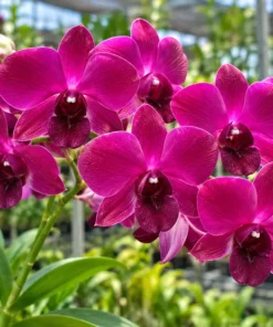 Ready to Flower Size Dendrobium Brazilian Red (F40)