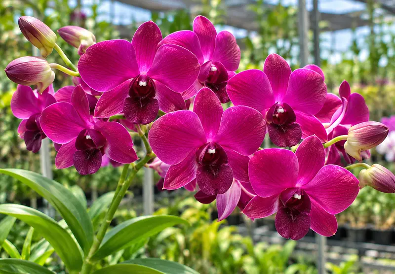 Ready to Flower Size Dendrobium Brazilian Red (F40)