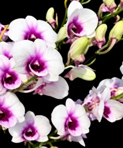 Lotto Seedling - Image 3