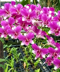 Unicorn Seedling - Image 3