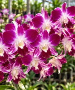 Sonia Earsakul P1260 Seedling