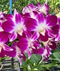 Sonia Earsakul P1260 Seedling - Image 3