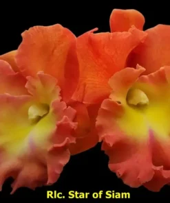 Cattleya Star of Siam Seedling - Image 3