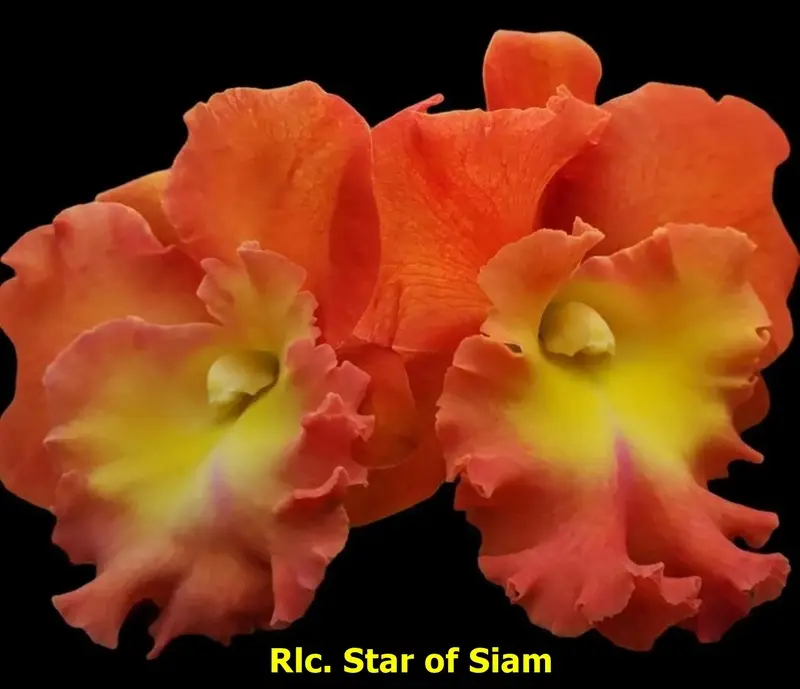 Cattleya Star of Siam Seedling - Image 3