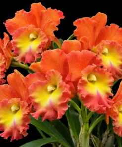 Cattleya Star of Siam Seedling