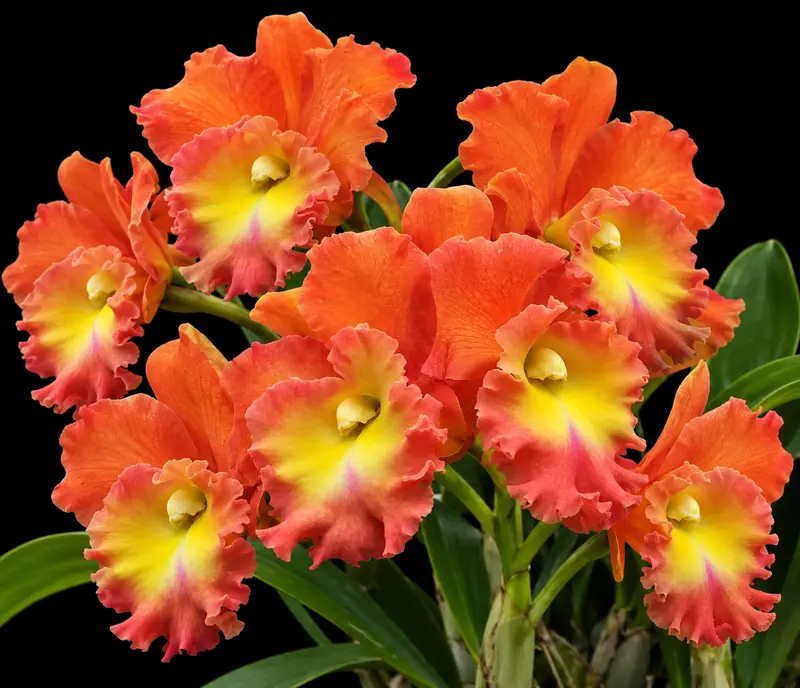 Cattleya Star of Siam Seedling
