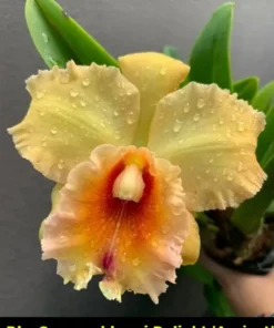 Cattleya Suvarnabhumi Delight 'Apricot' Seedling - Image 3