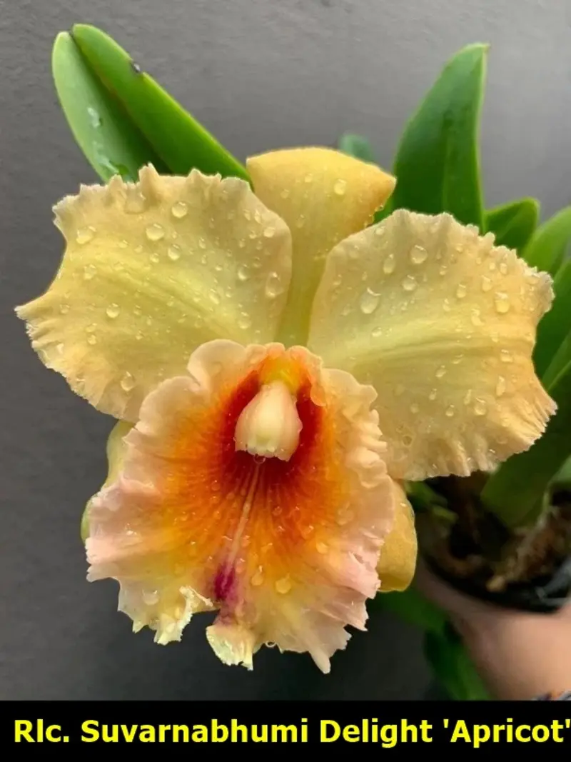 Cattleya Suvarnabhumi Delight 'Apricot' Seedling - Image 3