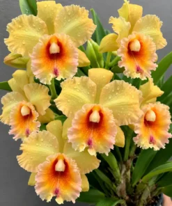Cattleya Suvarnabhumi Delight 'Apricot' Seedling