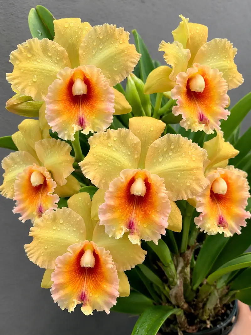Cattleya Suvarnabhumi Delight 'Apricot' Seedling
