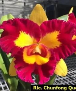Cattleya Chunfong Queen Seedling - Image 3